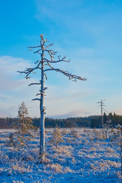 冷凍木 — ストック写真