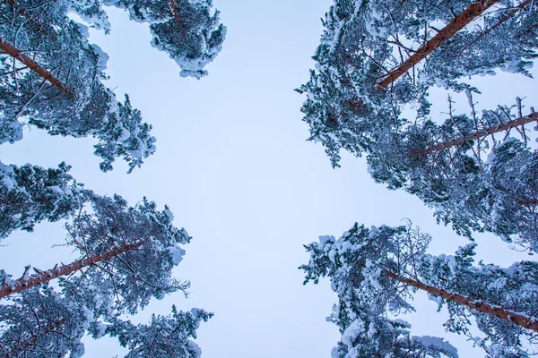 Winterbäume — Stockfoto