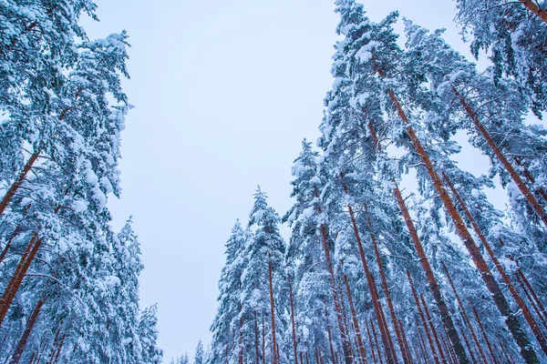 Winterbäume — Stockfoto