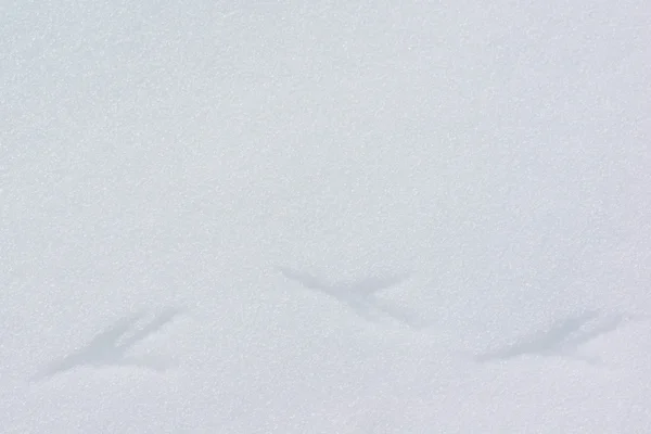 BIrd footprints — Stock Photo, Image