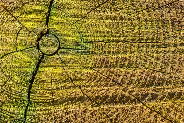 Ağaç güdük ayrıntıları
