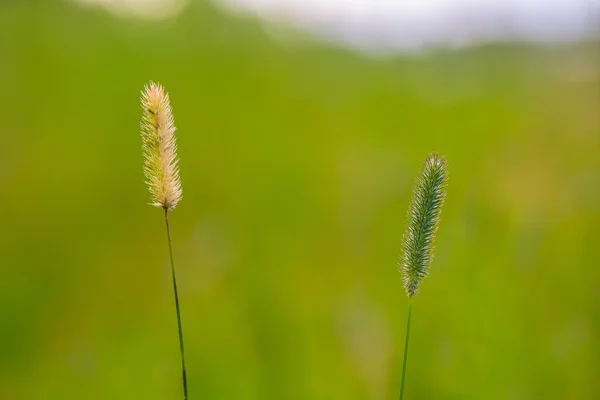 Pair of timothy hays — Stock Photo, Image