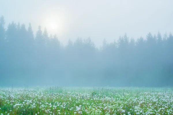 Nebliger Sommersonnenaufgang — Stockfoto