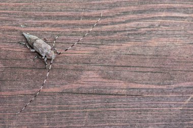 Tek longhorn böceği