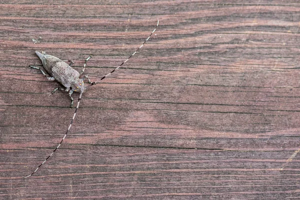 Tek longhorn böceği