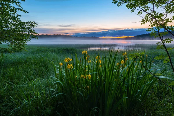 Sommernachtslandschaft — Stockfoto