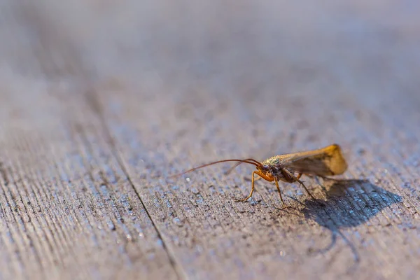 Little fly on wood — Stock Photo, Image