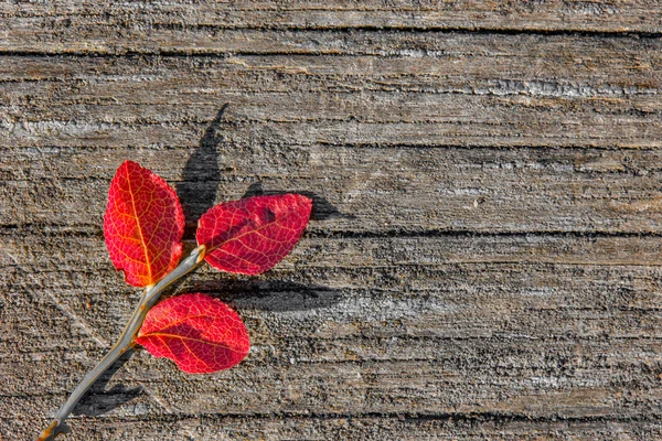 Rot auf grau — Stockfoto