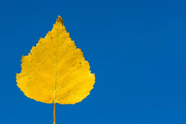 Sarı huş yaprağı