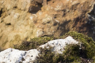 taş üzerinde yosun