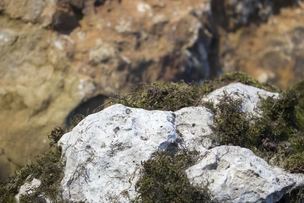 Moss on stone — Stock Photo, Image