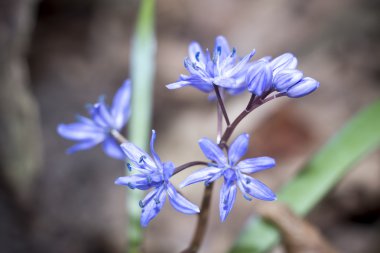 Çiçek Scilla bahar ormanda