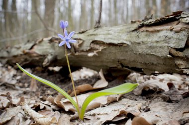 Çiçek Scilla bahar ormanda