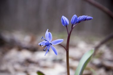 Çiçek Scilla bahar ormanda
