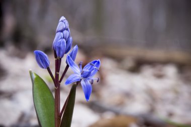 Çiçek Scilla bahar ormanda