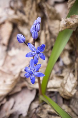 Çiçek Scilla bahar ormanda