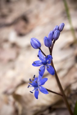 Çiçek Scilla bahar ormanda