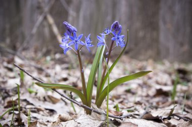 Çiçek Scilla bahar ormanda