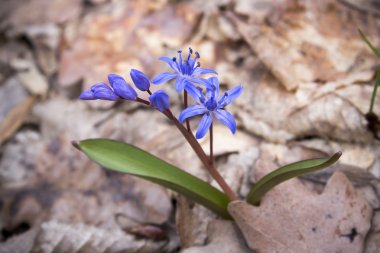 Çiçek Scilla bahar ormanda