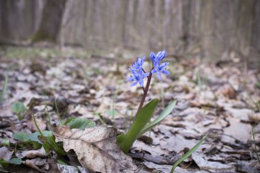 Çiçek Scilla bahar ormanda