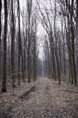 bahar ormandaki orman yolu