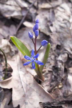 Çiçek Scilla bahar ormanda