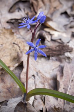 Çiçek Scilla bahar ormanda