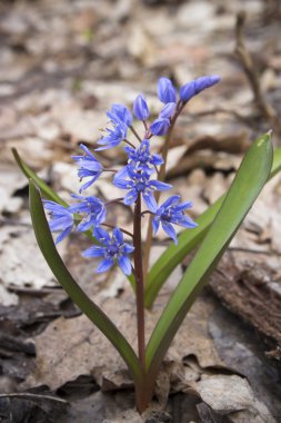 Çiçek Scilla bahar ormanda