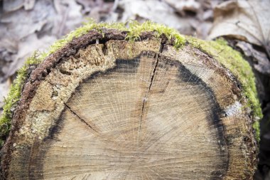 Yeşil yosun güdük