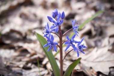 Çiçek Scilla bahar ormanda