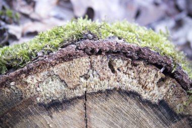 Yeşil yosun güdük