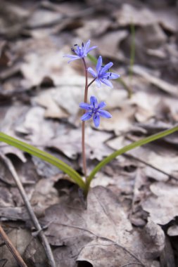 Çiçek Scilla bahar ormanda