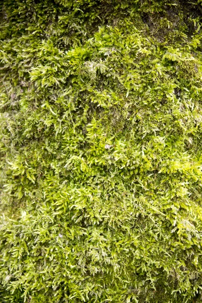 Stubbe med grön mossa — Stockfoto
