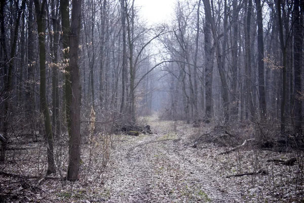 Estrada florestal na floresta de primavera — Fotografia de Stock