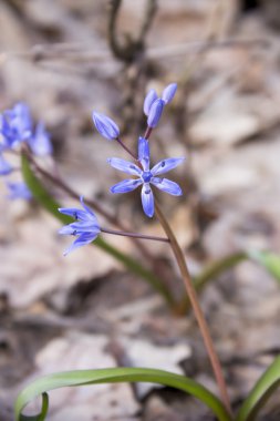 Çiçek Scilla bahar ormanda