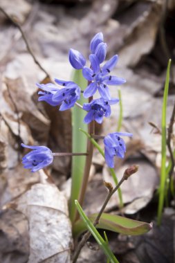 Çiçek Scilla bahar ormanda
