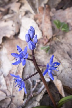 Çiçek Scilla bahar ormanda
