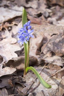 Çiçek Scilla bahar ormanda