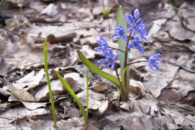 Çiçek Scilla bahar ormanda