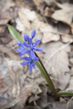 Çiçek Scilla bahar ormanda