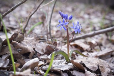 Çiçek Scilla bahar ormanda