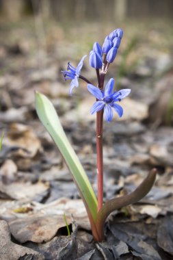 Çiçek Scilla bahar ormanda