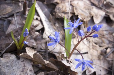 Çiçek Scilla bahar ormanda