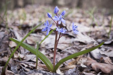 Çiçek Scilla bahar ormanda
