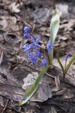 Çiçek Scilla bahar ormanda