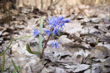 Çiçek Scilla bahar ormanda