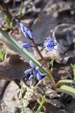 Çiçek Scilla bahar ormanda