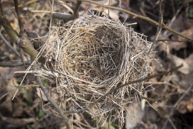 Eski terk edilmiş kuş yuvası