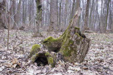 Yeşil yosun güdük