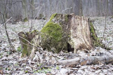 Yeşil yosun güdük
